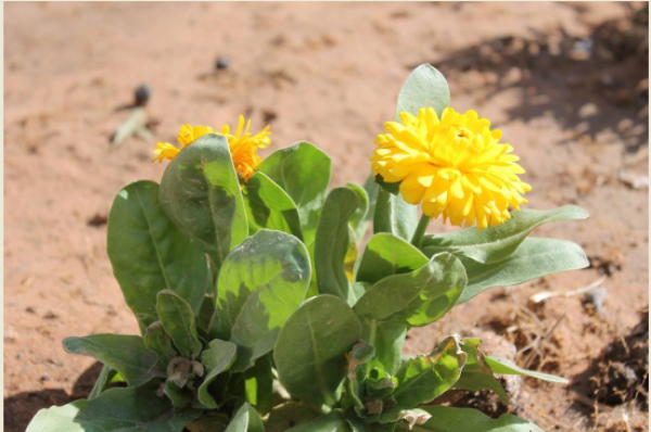 جامعة قاصدي مرباح ورقلة تتزين بالزهور