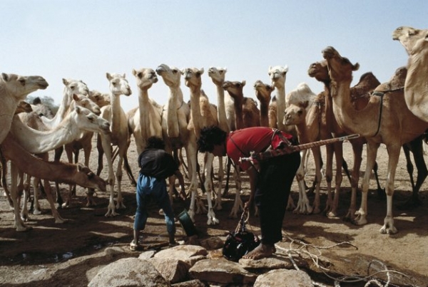 Deux chercheurs alg&eacute;riens d&eacute;couvrent la maladie du &ldquo;chameau fou&rdquo; &agrave; Ouargla