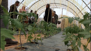 الملتقى الوطني الأول الذي ينظمانه جامعة قاصدي مرباح ورقلة و المعهد الوطني الجزائري للبحث الزراعي